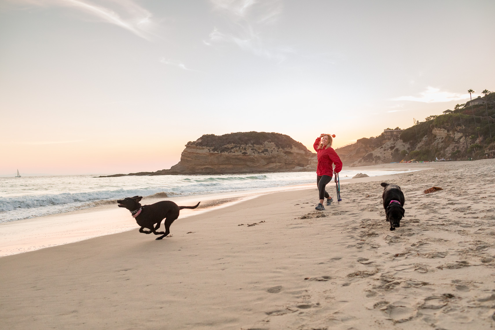 Beach Sunset Dogs