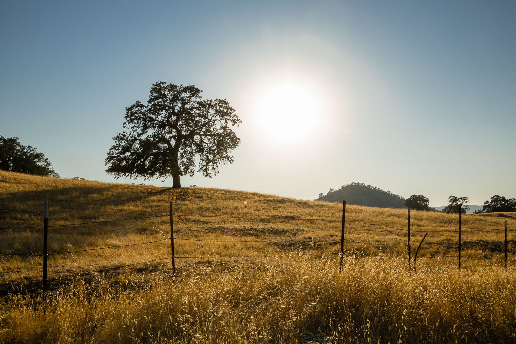California Oak Tree