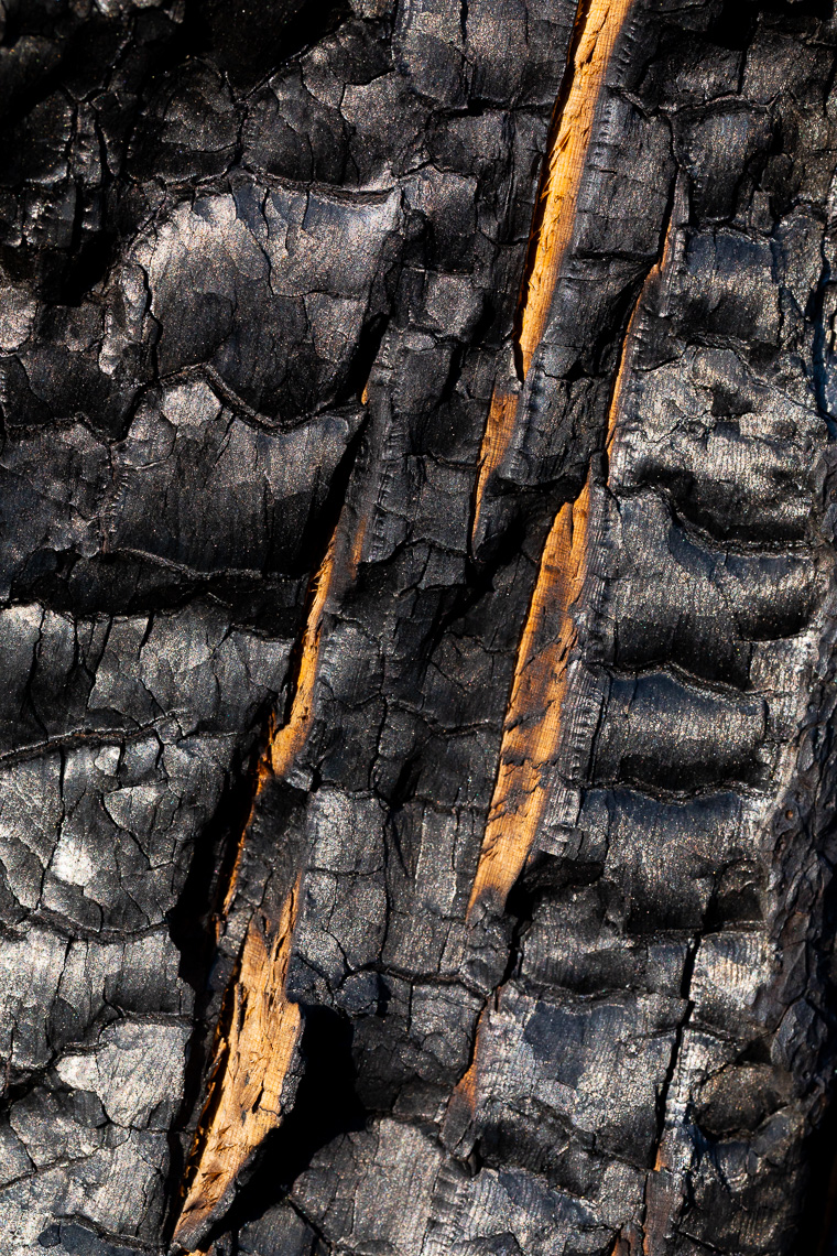 Burn marks tree