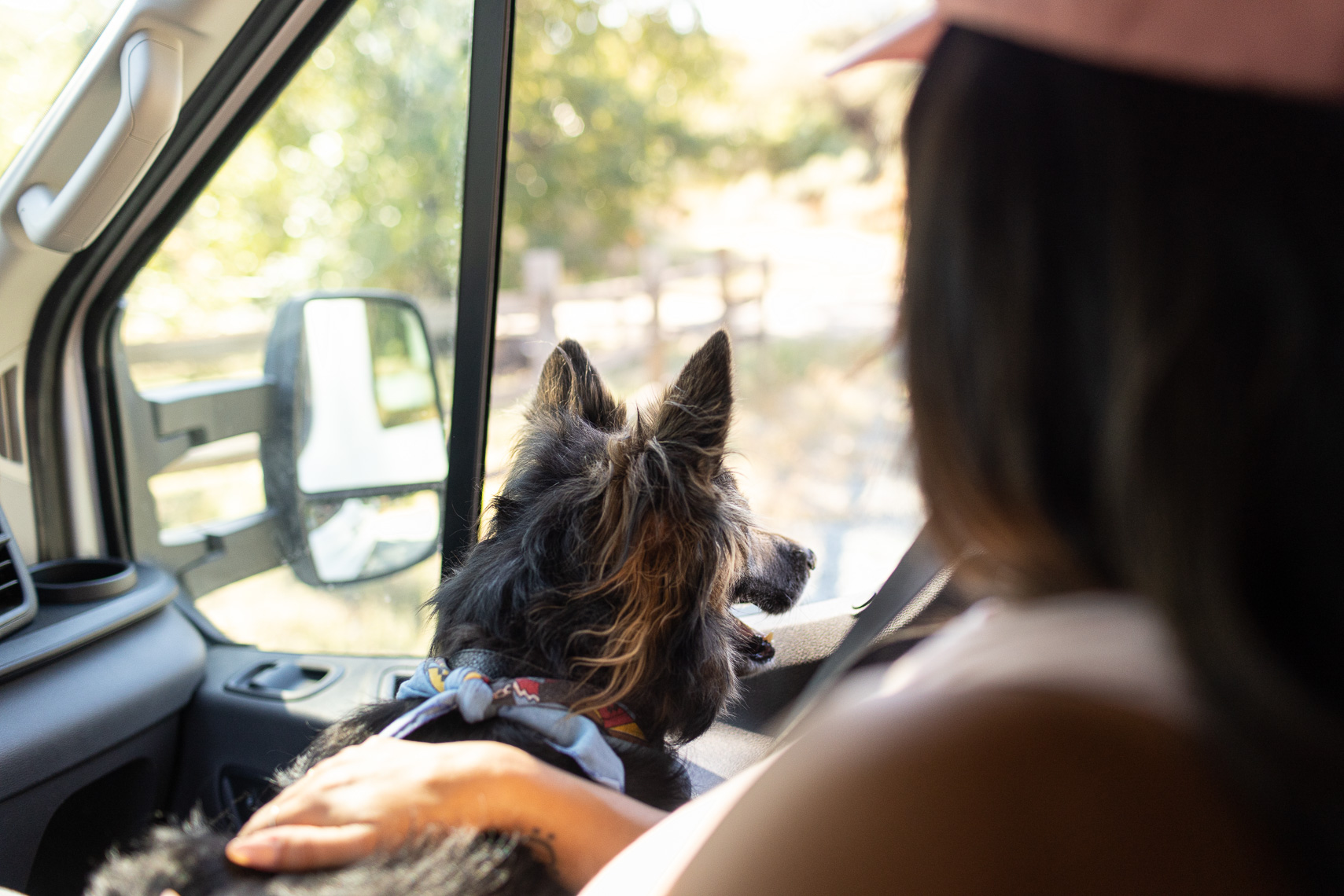dog window