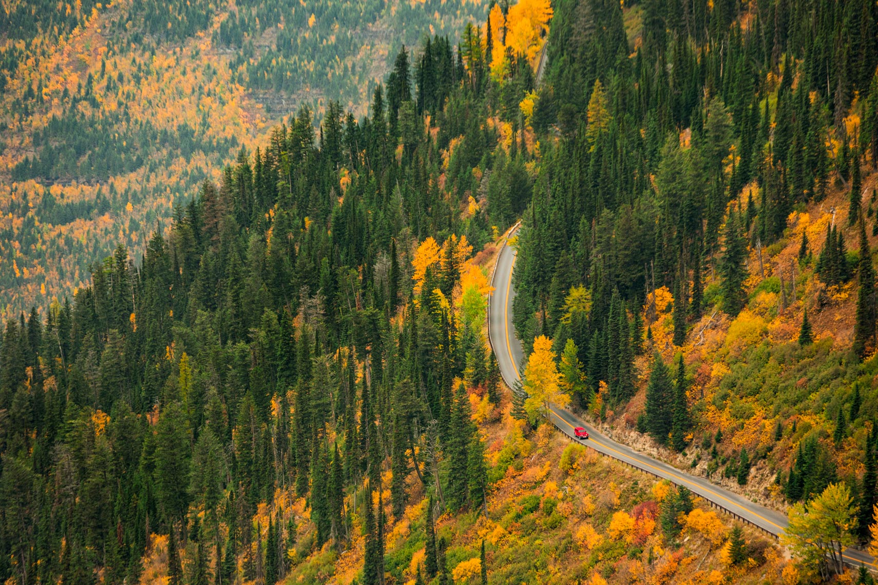Montana Car Foliage