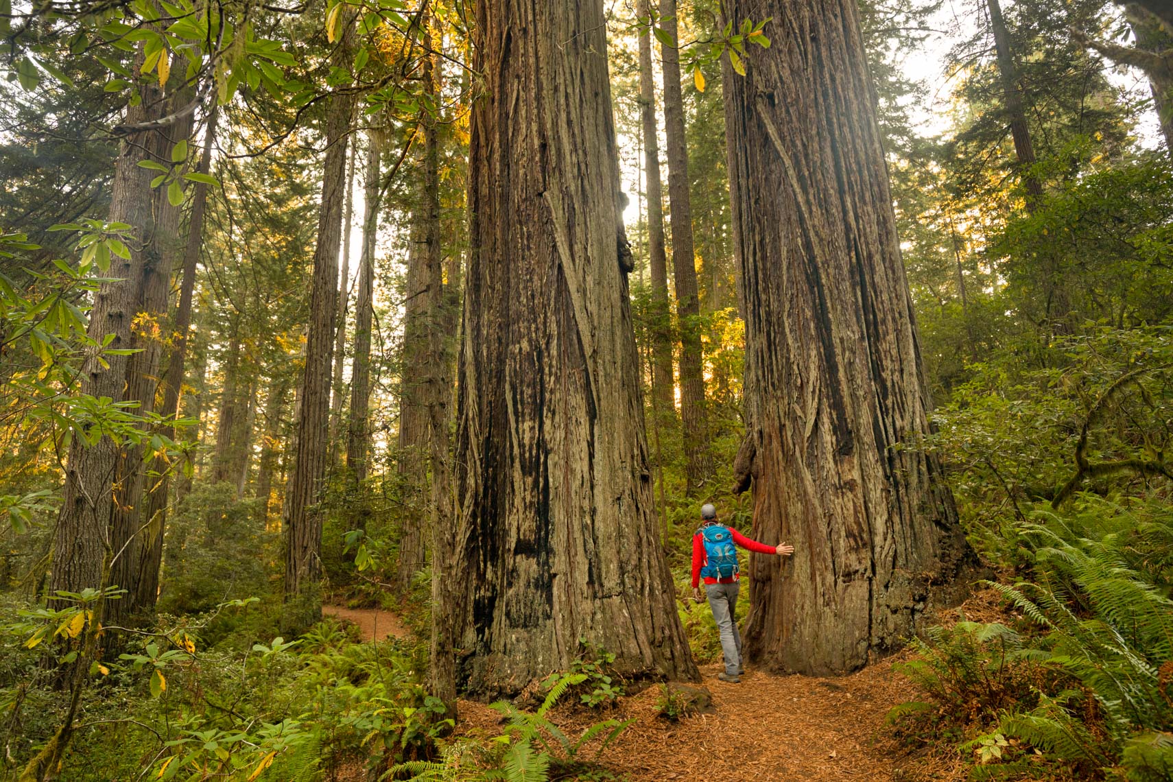 Redwoods Hiking Trail