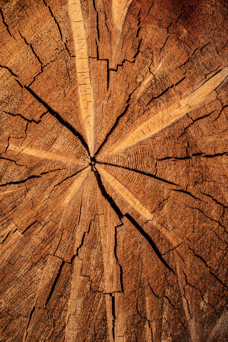 Burned Tree Rings