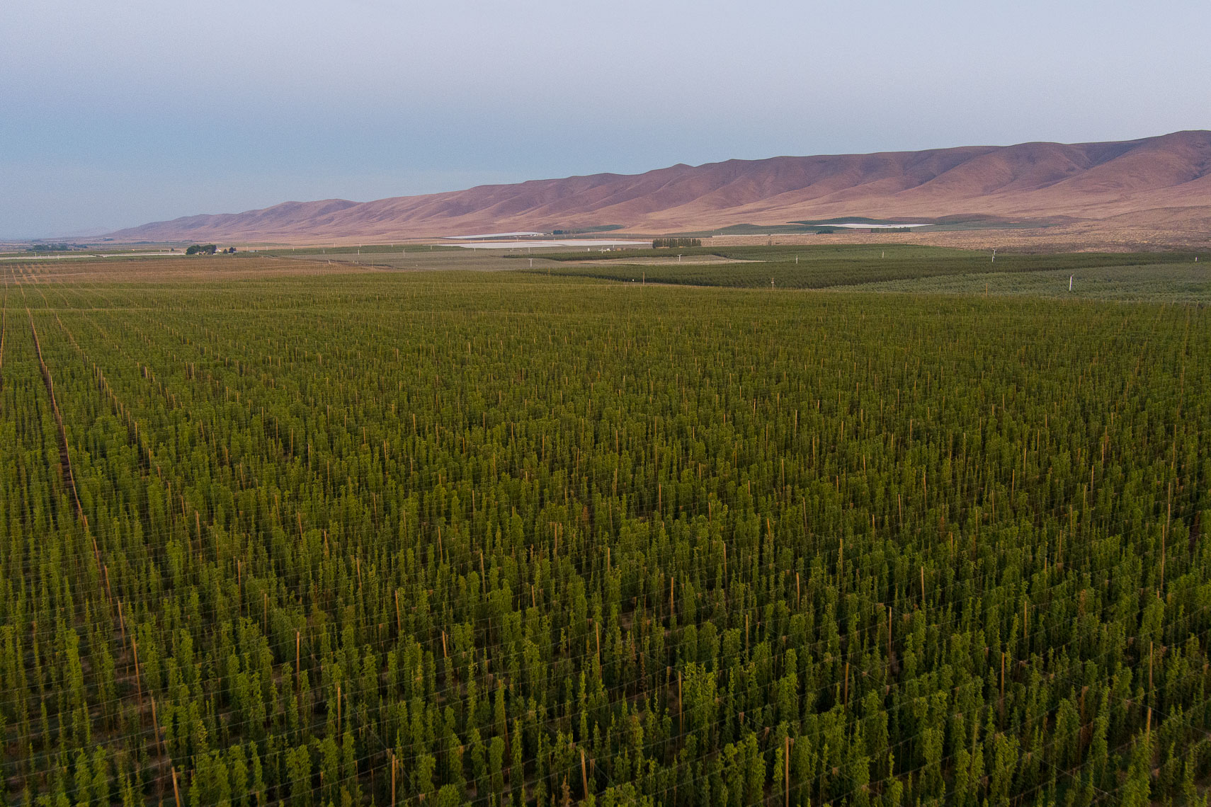 Hop Fields Drone
