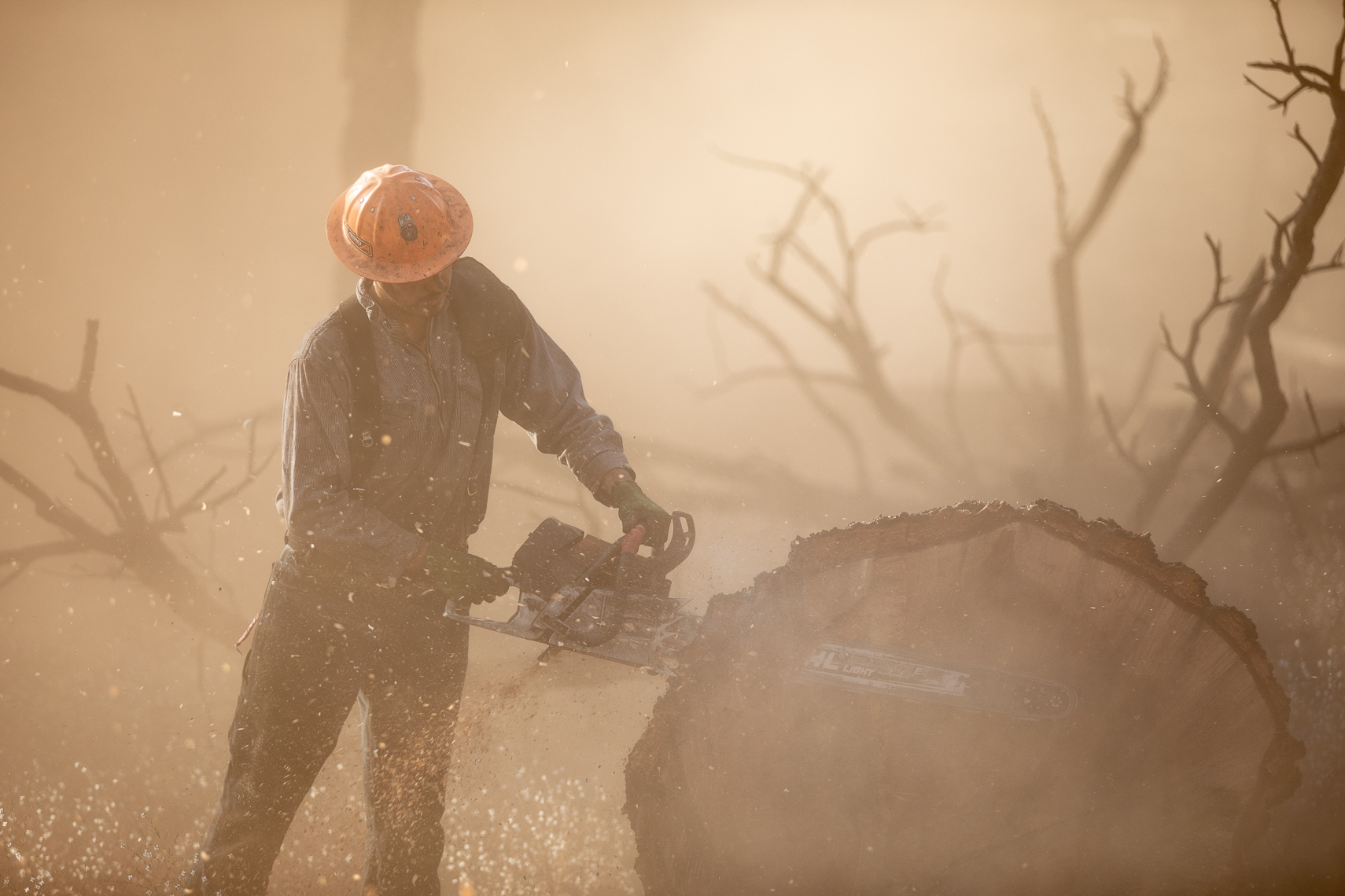 Dry Tree Fire