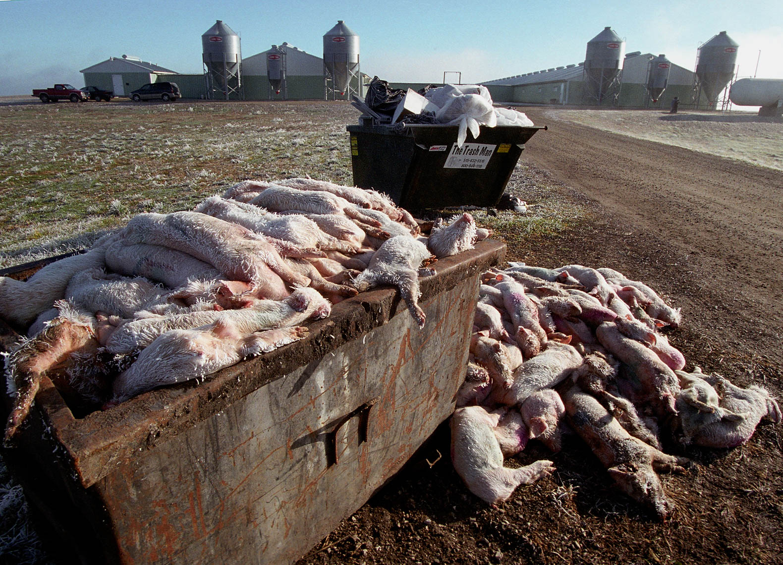 Dead Pigs Farming