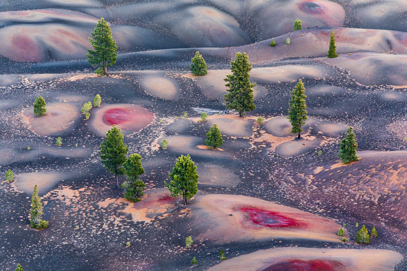 California Volcano Trees