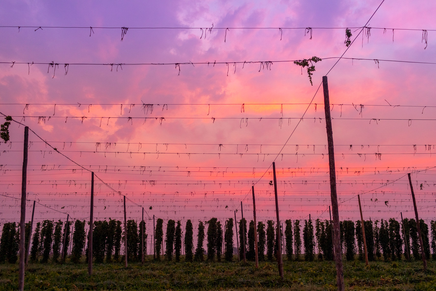 Sunset in Fields
