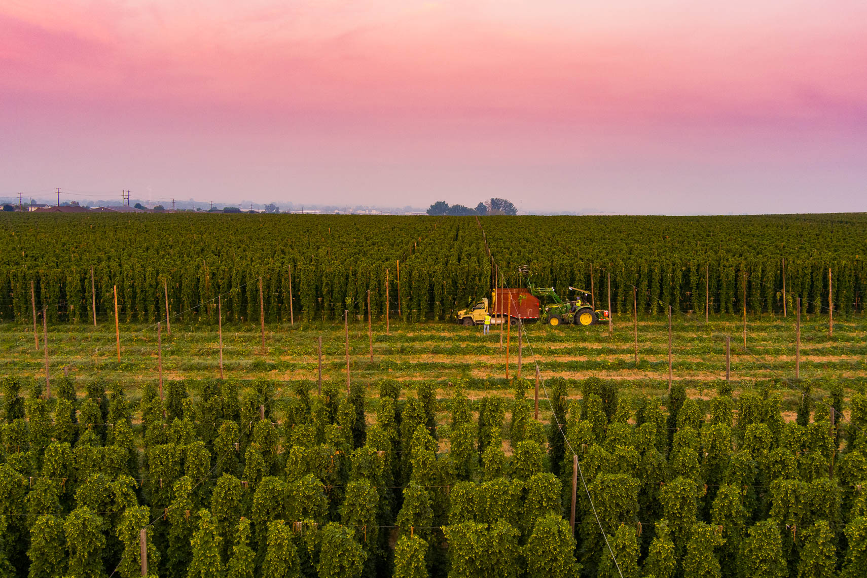 Sunset Hop Harvest