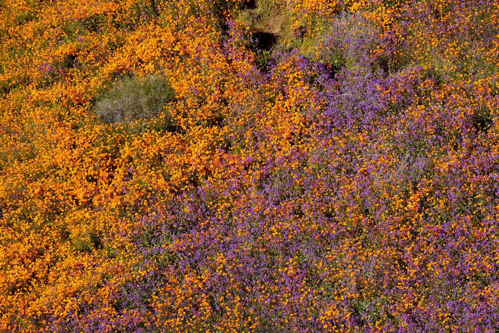 Superbloom Los Angeles Photography and Director Team Tracy + David